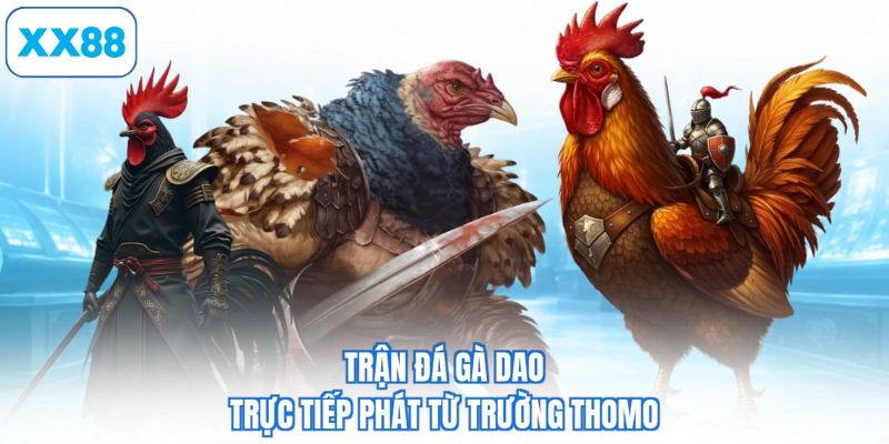 Trận đá gà dao trực tiếp phát từ trường Thomo