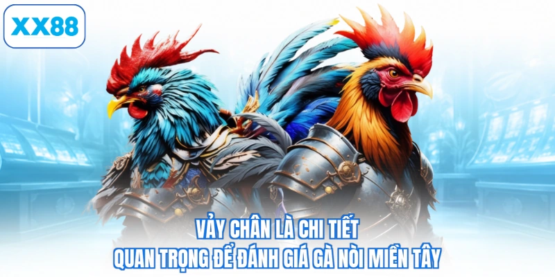 Vảy chân là chi tiết quan trọng để đánh giá gà nòi miền tây